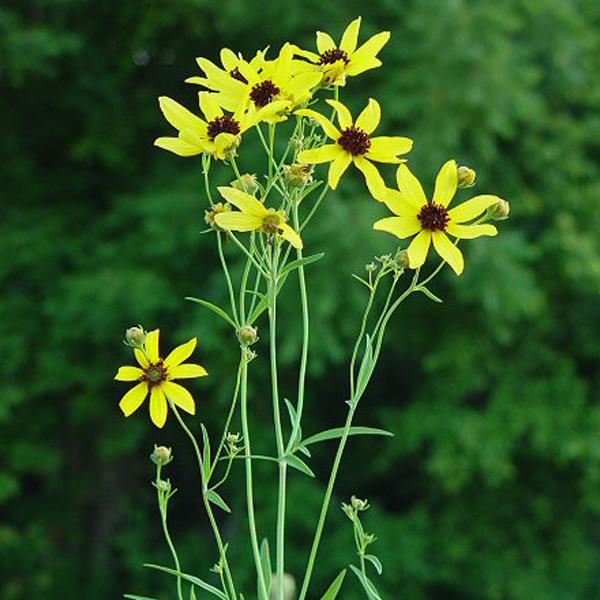 6 x Coreopsis tripteris  - godet 9cm x 9cm