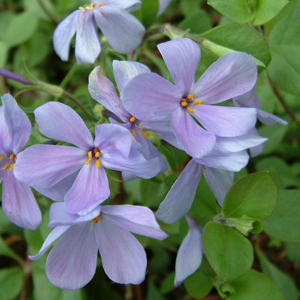 6 x Phlox rampant 'Blue Ridge'  - godet 9cm x 9cm