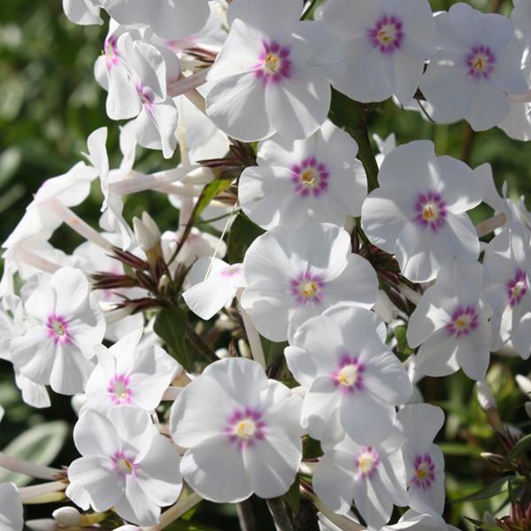 6 x Phlox maculé 'Omega'  - godet 9cm x 9cm