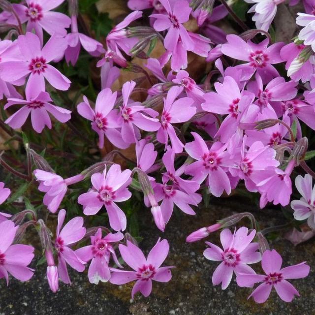 6 x Phlox mousse 'Moerheimii'  - godet 9cm x 9cm