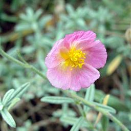 6 x Hélianthème 'Rhodanthe Carn'  - godet 9cm x 9cm