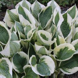 6 x Hosta 'Patriot'  - godet 9cm x 9cm