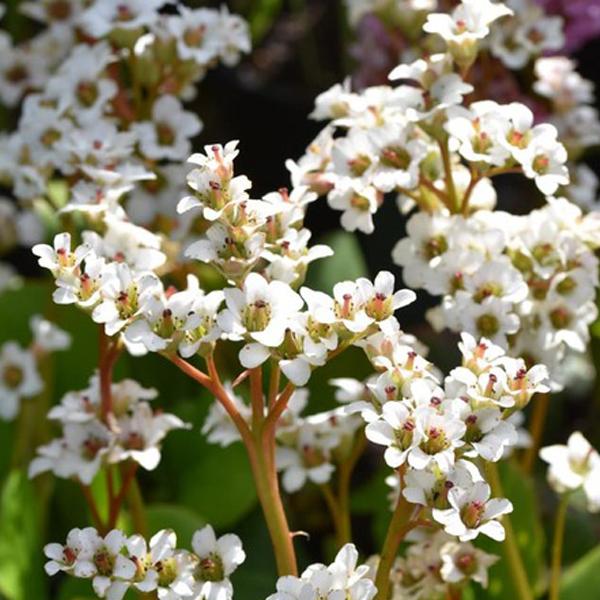 6 x Bergenia 'Bressingham White'  - godet 9cm x 9cm