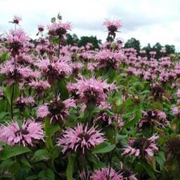 6 x Monarde 'Beauty of Cobham'  - godet 9cm x 9cm