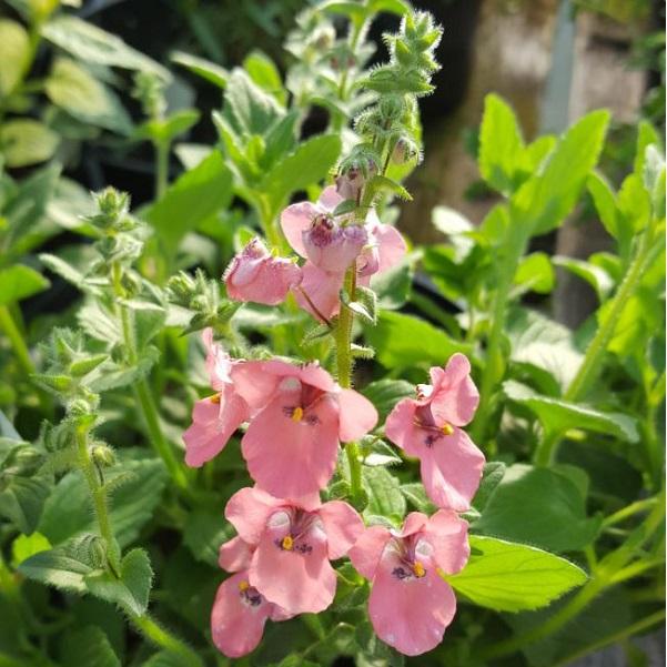 6 x Diascia fetcaniensis  - godet 9cm x 9cm