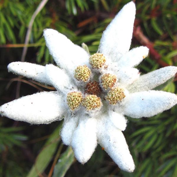 6 x Edelweiss des Alpes  - godet 9cm x 9cm