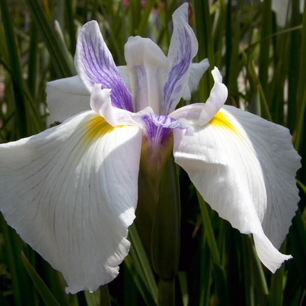 6 x Iris Japonais  - godet 9cm x 9cm