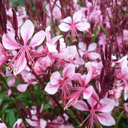 6 x Gaura lindheimeri 'Cherry Brandy'  - godet 9cm x 9cm