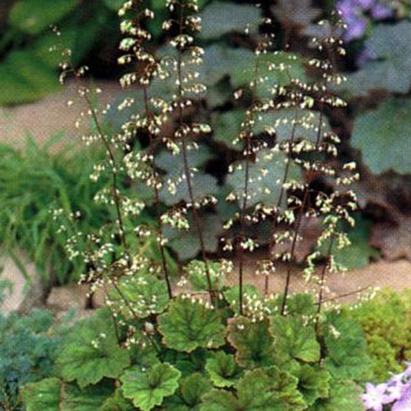 6 x Tellima à grandes fleurs  - godet 9cm x 9cm