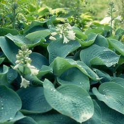 6 x Hosta sieboldiana 'Elegans'  - godet 9cm x 9cm