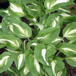 6 x Hosta undulata 'Mediomarginata'  - godet 9cm x 9cm