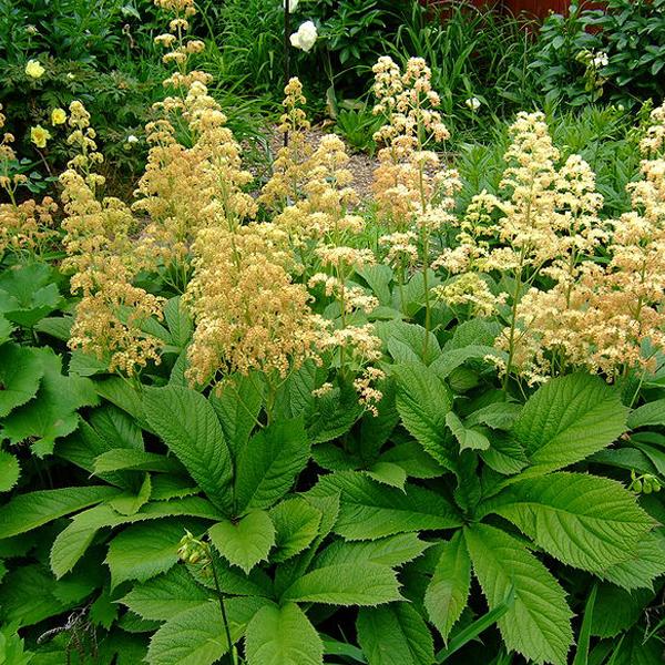 6 x Rodgersia pinnata  - godet 9cm x 9cm