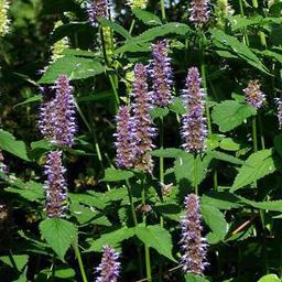 6 x Agastache 'Blue Fortune'  - godet 9cm x 9cm