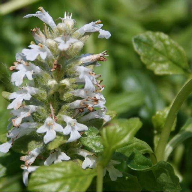 6 x Bugle rampant 'Alba'  - godet 9cm x 9cm