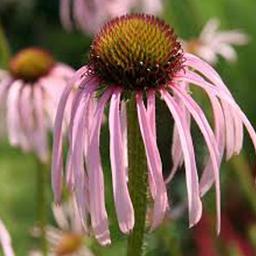 6 x Rudbeckia pallida  - godet 9cm x 9cm