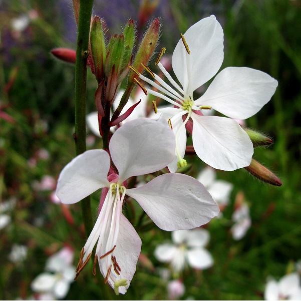 6 x Gaura lindheimeri  - godet 9cm x 9cm