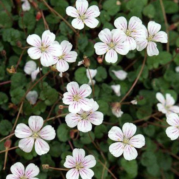 6 x Erodium 'Album'  - godet 9cm x 9cm