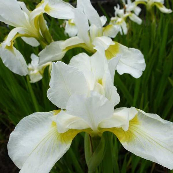 6 x Iris des jardins 'White Knight'  - godet 9cm x 9cm