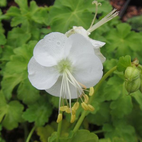 6 x Géranium vivace rhizomateux  - godet 9cm x 9cm