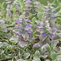 6 x Bugle rampant 'Burgundy Glow'  - godet 9cm x 9cm