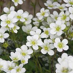 6 x Saxifrage d'Arends 'Schneeteppich'  - godet 9cm x 9cm