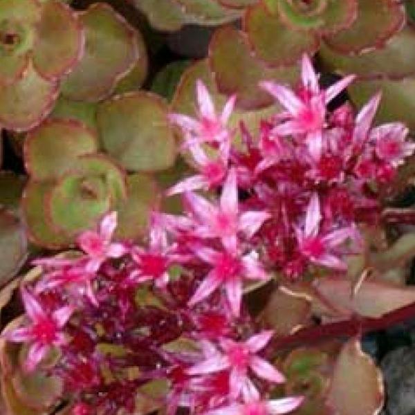 6 x Orpin spurium 'Schorbuser Blut'  - godet 9cm x 9cm