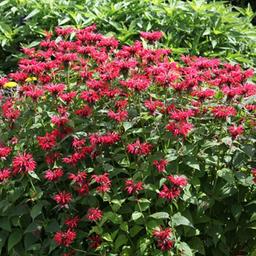 6 x Monarde 'Gardenview Scarlet'  - godet 9cm x 9cm