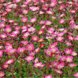 6 x Saxifrage 'Pixie'  - godet 9cm x 9cm