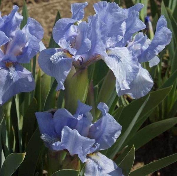 6 x Iris nain 'Blue Denim'  - godet 9cm x 9cm