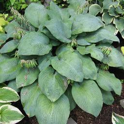 6 x Hosta 'Blue Umbrellas'  - godet 9cm x 9cm