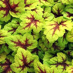 6 x Heucherella 'Stoplight'  - godet 9cm x 9cm