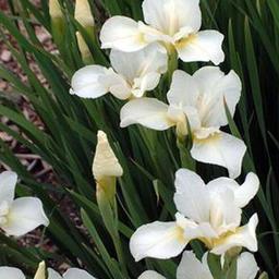 6 x Iris nain 'Bright White'  - godet 9cm x 9cm