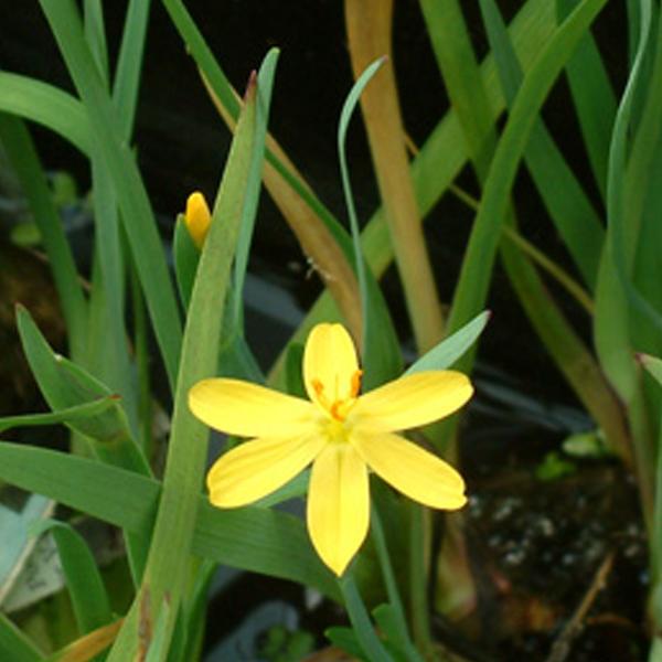 6 x Sisyrinchium californicum  - godet 9cm x 9cm