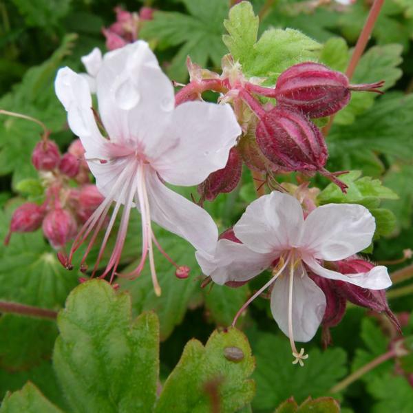 6 x Géranium vivace rhizomateux  - godet 9cm x 9cm