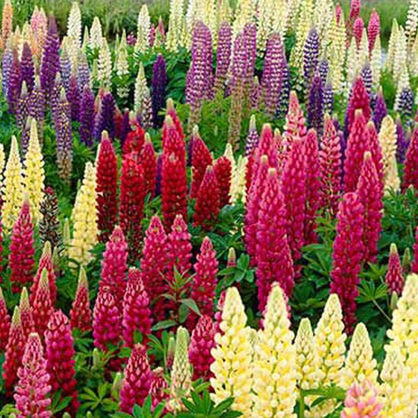 6 x Lupin 'Russell Hybrids'  - godet 9cm x 9cm