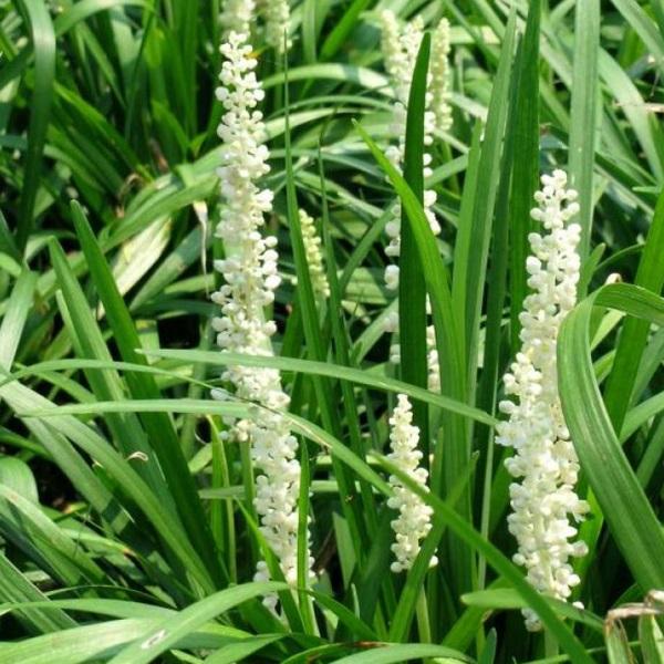 6 x Liriope muscari 'Monroe White'  - godet 9cm x 9cm