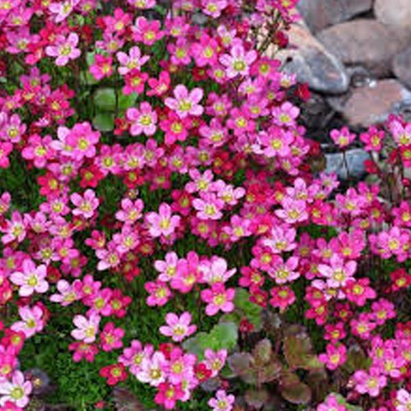 6 x Saxifrage d'Arends 'Purpurteppich'  - godet 9cm x 9cm