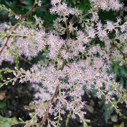 6 x Astilbe à feuilles simples  - godet 9cm x 9cm