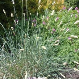 6 x Sesleria nitida  - godet 9cm x 9cm