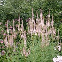 6 x Veronicastrum virginicum 'Pink Glow'  - godet 9cm x 9cm