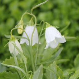 6 x Campanule 'Baby White'  - godet 9cm x 9cm