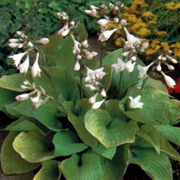 6 x Hosta 'August Moon'  - godet 9cm x 9cm