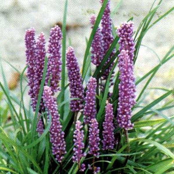 6 x Liriope muscari  - godet 9cm x 9cm