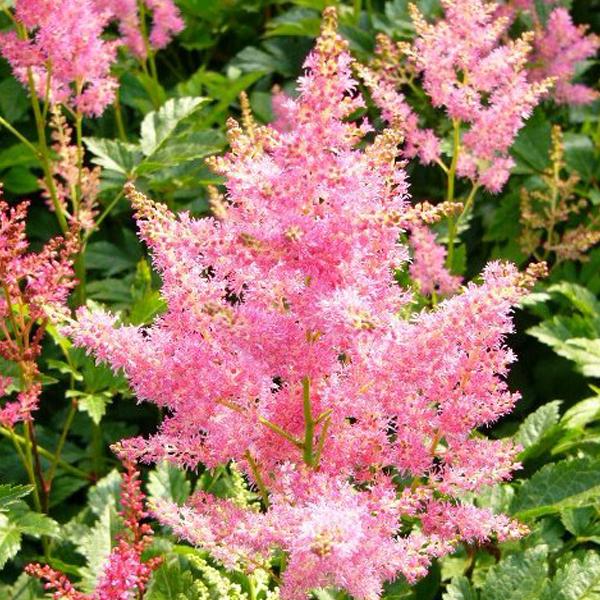 6 x Astilbe du Japon 'Rheinland  - godet 9cm x 9cm