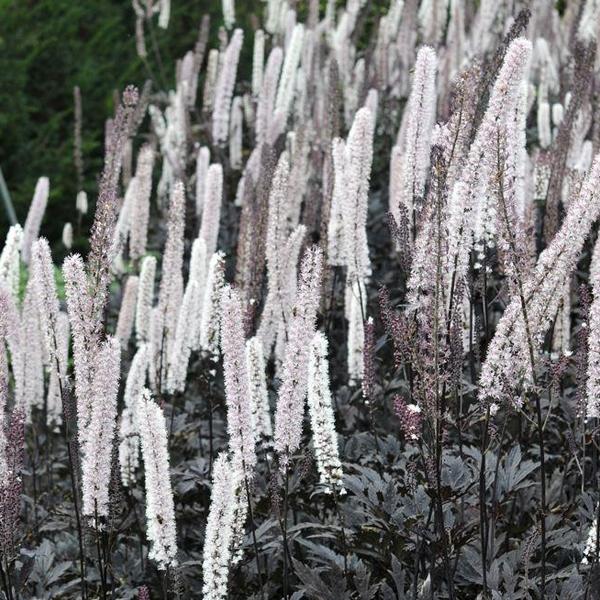 6 x Bugbane 'Brunette'  - godet 9cm x 9cm