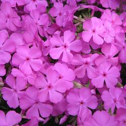 6 x Phlox nain 'MacDaniel's Cushion'  - godet 9cm x 9cm