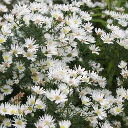 6 x Aster 'Monte Cassino'  - godet 9cm x 9cm