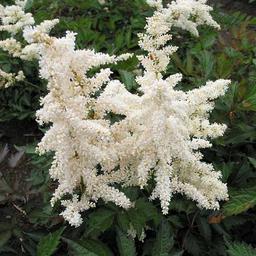 6 x Astilbe du Japon 'Deutschland'  - godet 9cm x 9cm