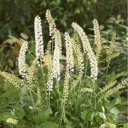 6 x Bugbane 'White Pearl'  - godet 9cm x 9cm