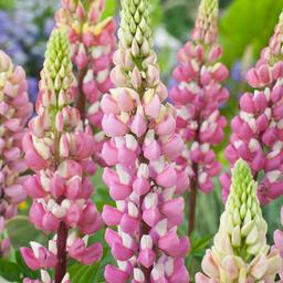 6 x Lupin 'The Chatelaine'  - godet 9cm x 9cm